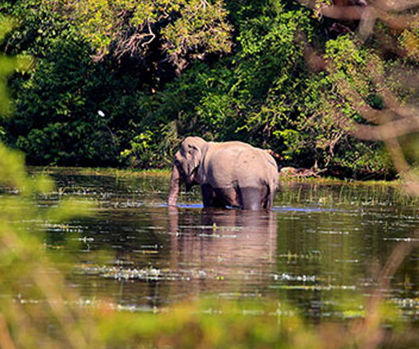 safari 01 full day