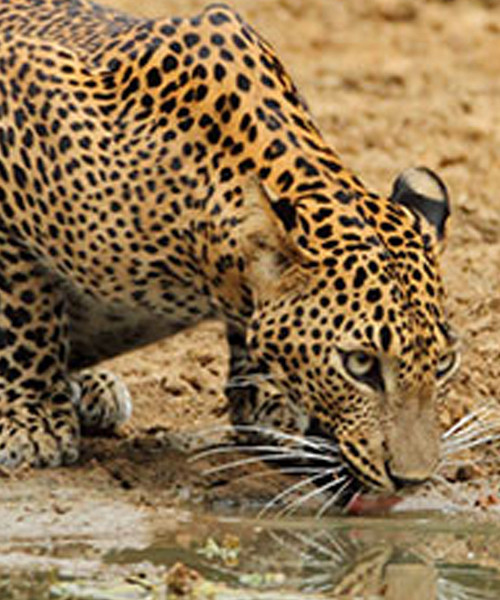 Fullday Safari Image